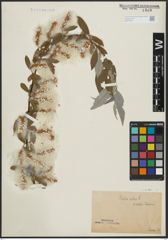 Foto von Salix alba L.